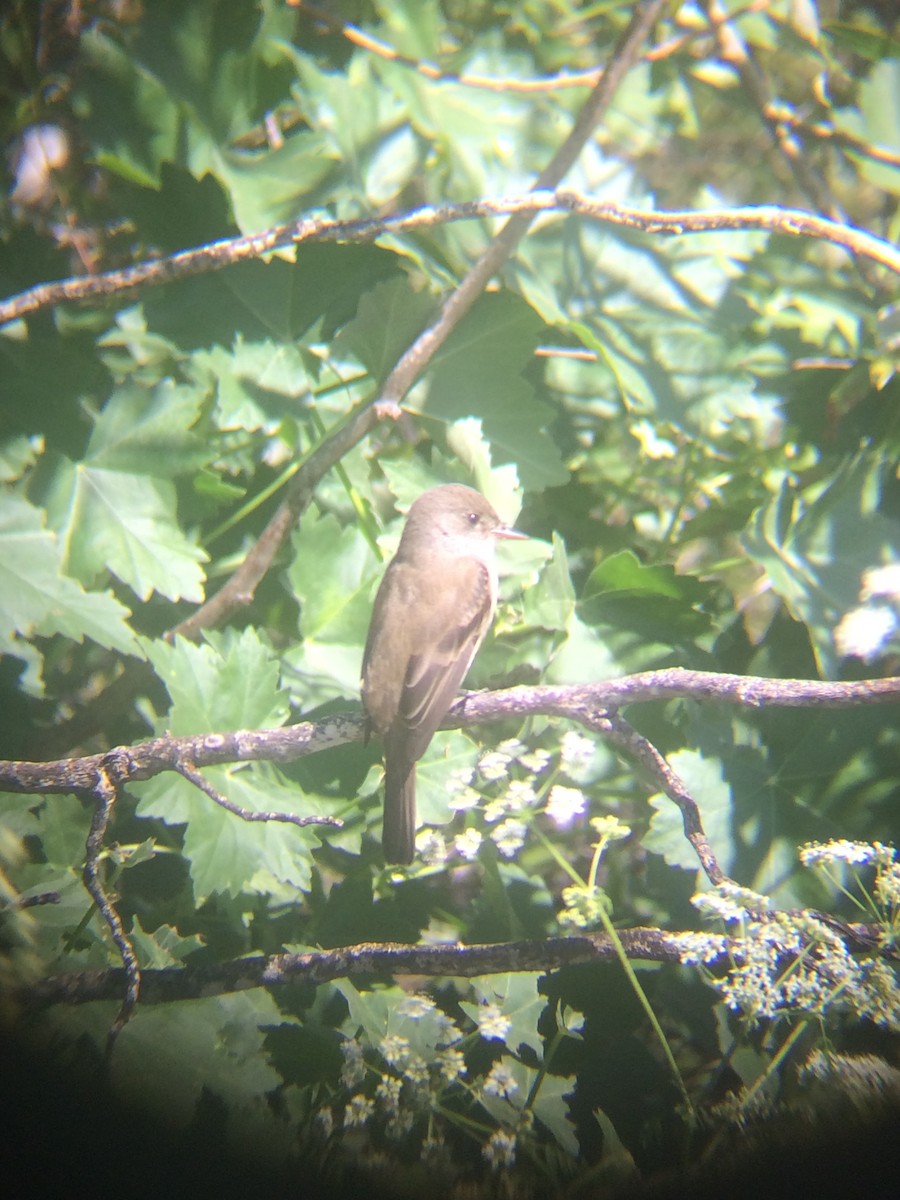 Willow Flycatcher - ML160828331