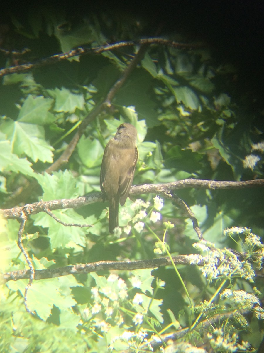 Willow Flycatcher - ML160828401