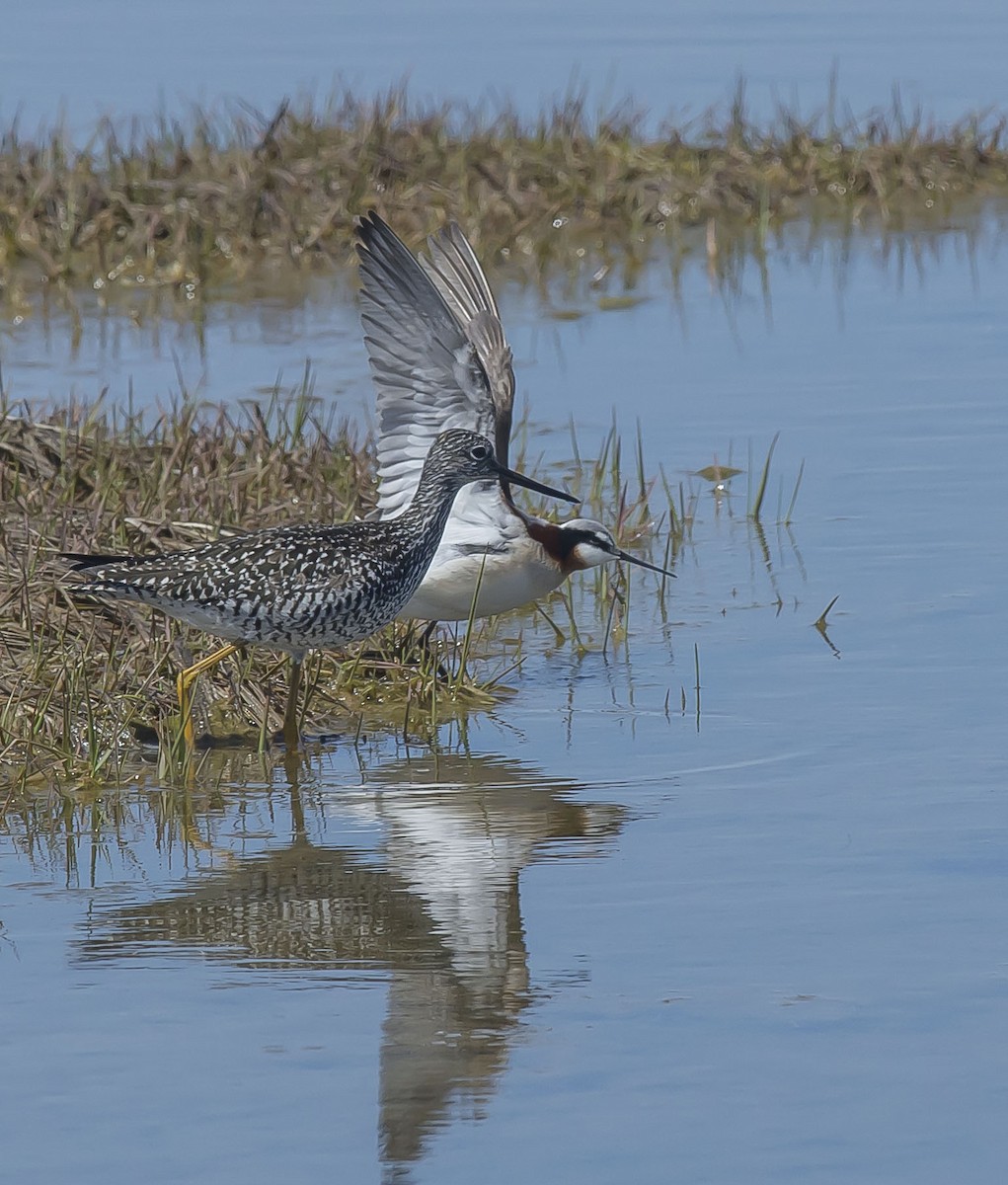 Wilson's Phalarope - ML160828901