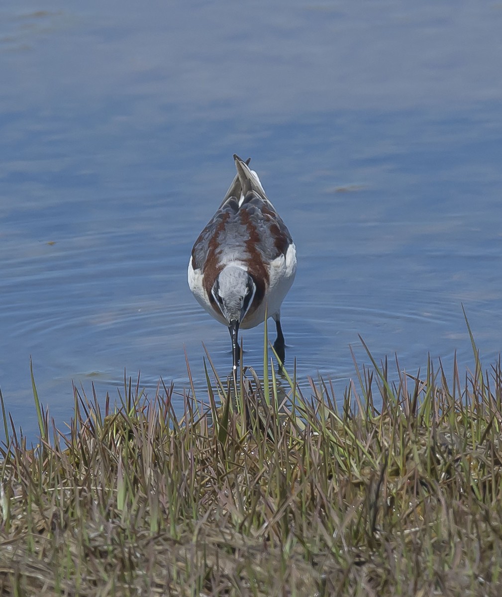 Wilson's Phalarope - ML160828921