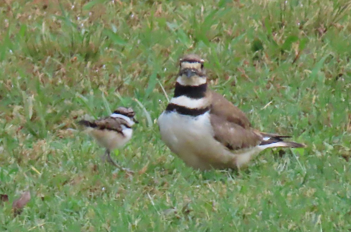 Killdeer - ML160830131