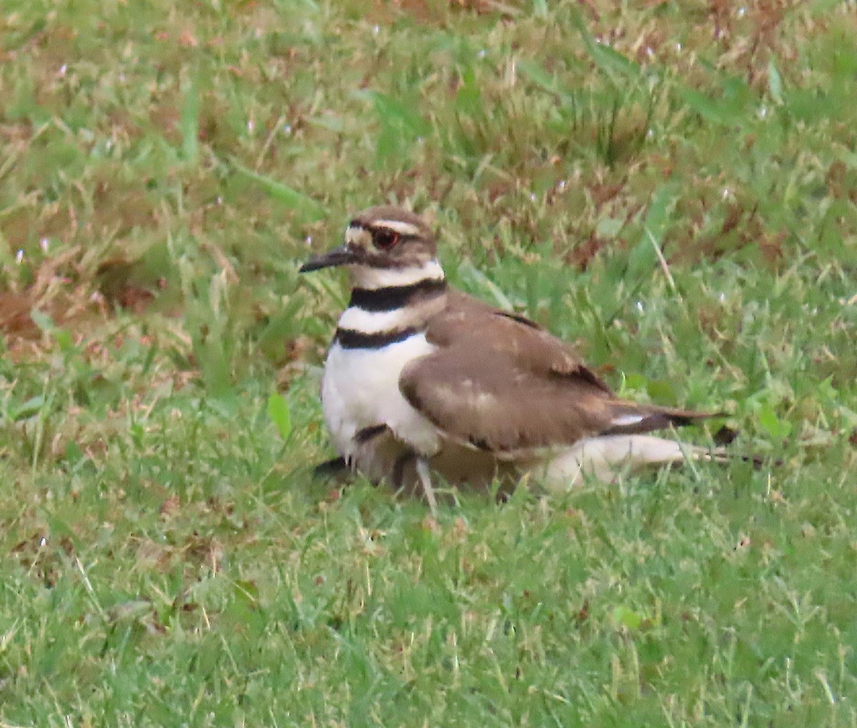 Killdeer - ML160830161