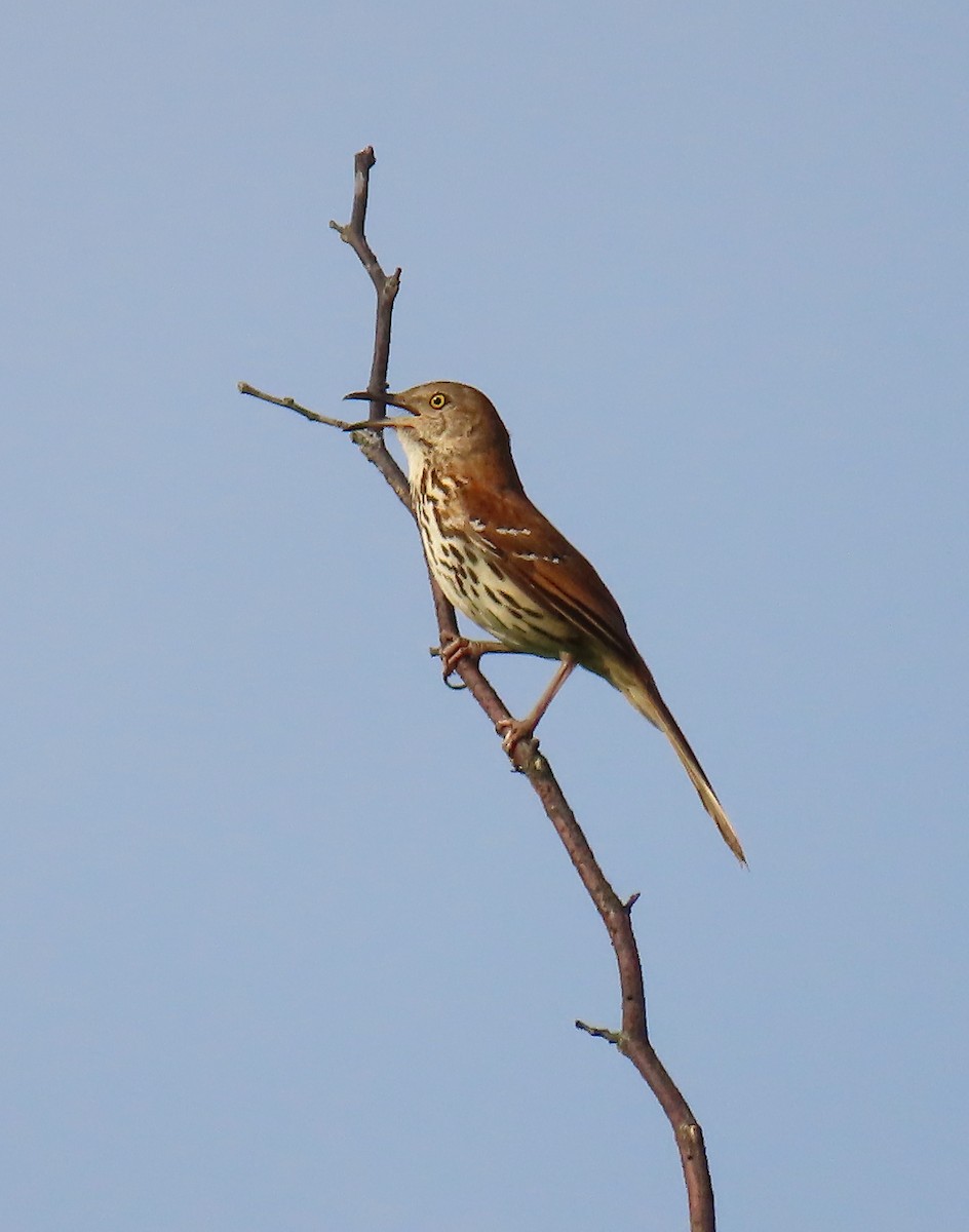 Brown Thrasher - ML160830331