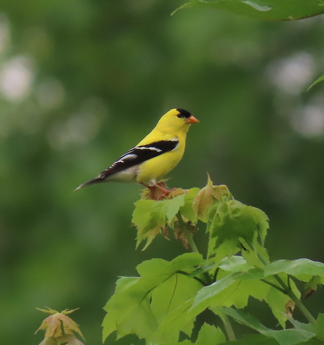 American Goldfinch - ML160830401