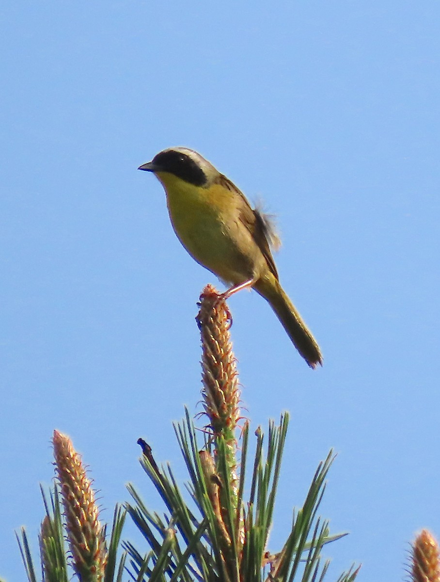 Common Yellowthroat - ML160830481