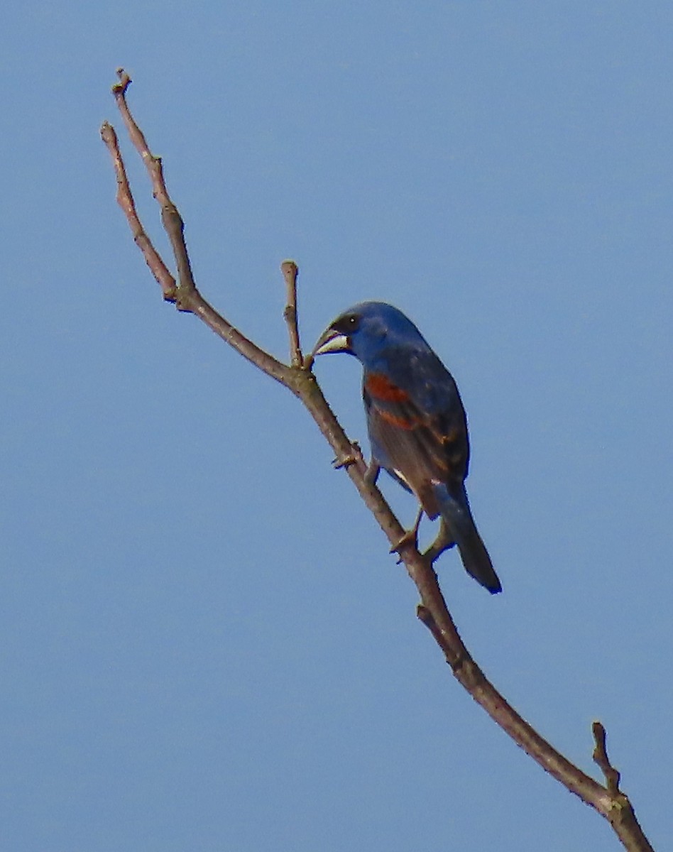 Blue Grosbeak - ML160830571