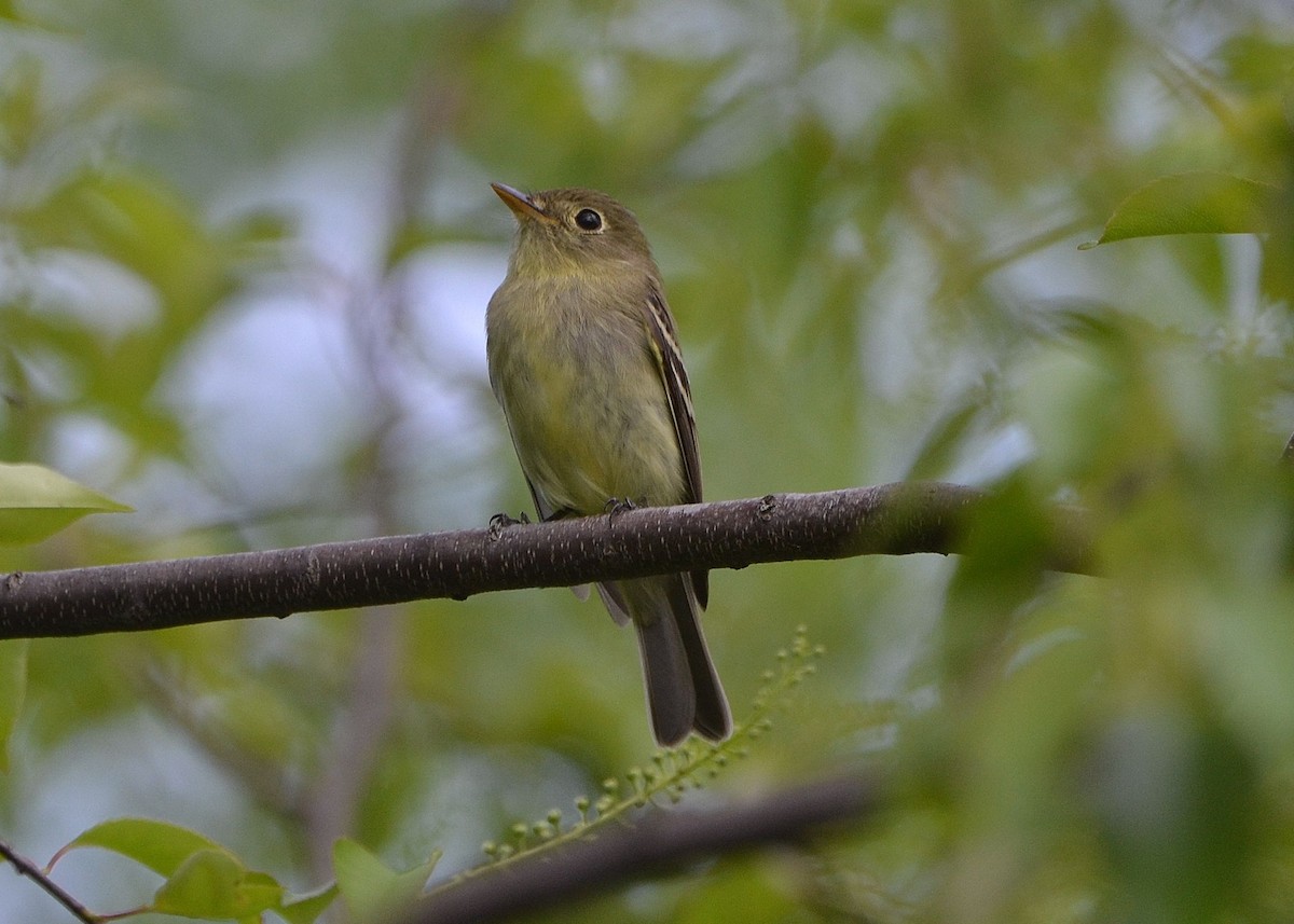 Yellow-bellied Flycatcher - ML160830751