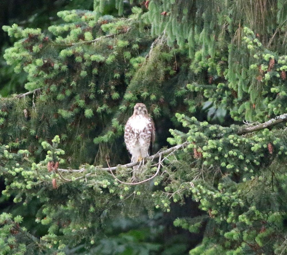 Red-tailed Hawk - Breck Breckenridge