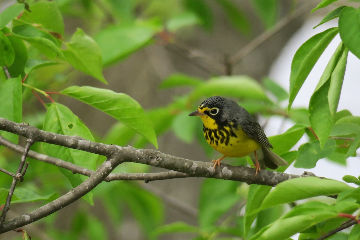 Canada Warbler - David Hahn