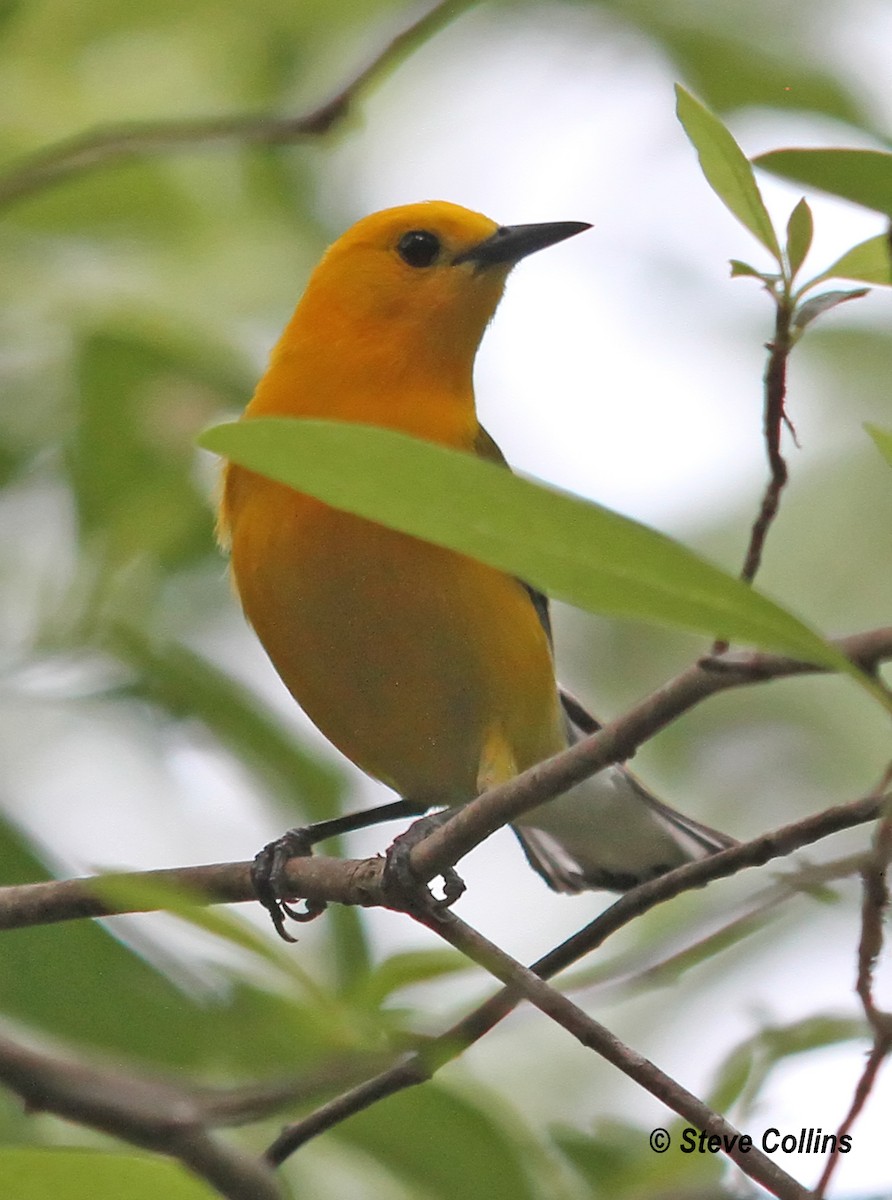 Prothonotary Warbler - ML160831051