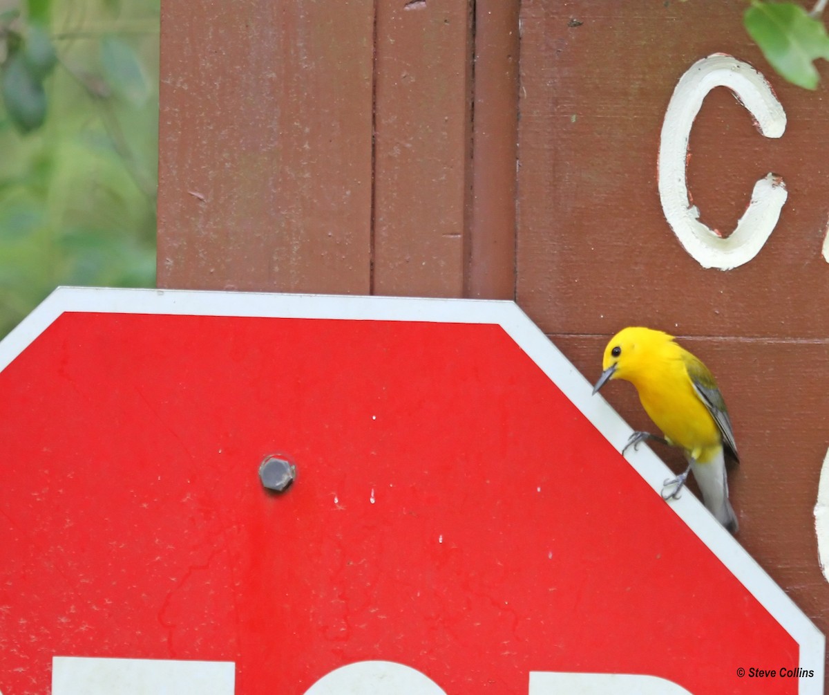 Prothonotary Warbler - ML160831071