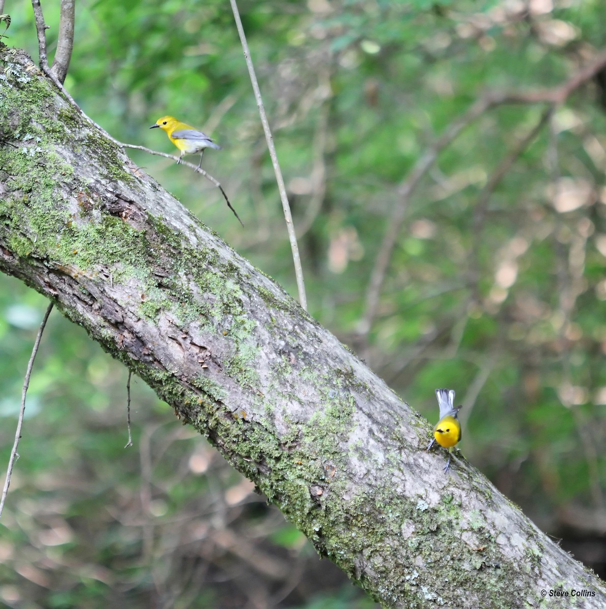 Prothonotary Warbler - ML160831081
