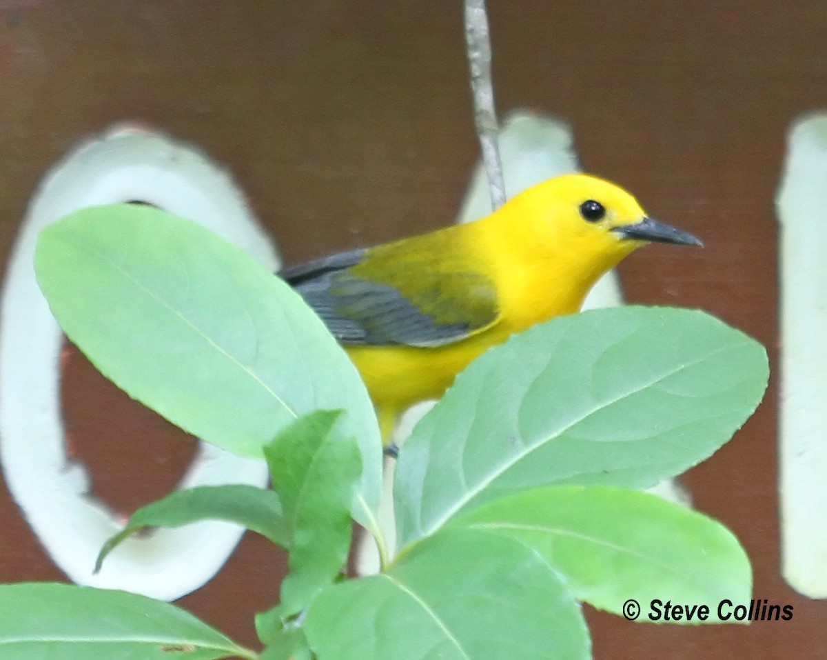 Prothonotary Warbler - ML160831111