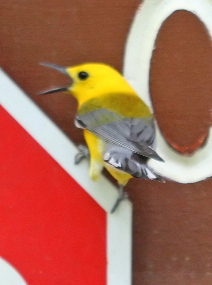 Prothonotary Warbler - ML160831171