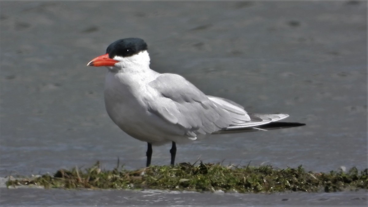 Caspian Tern - ML160831461