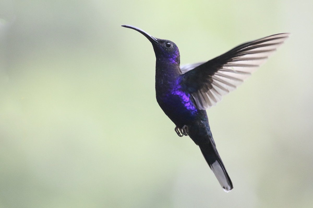 Colibrí Morado - ML160832321