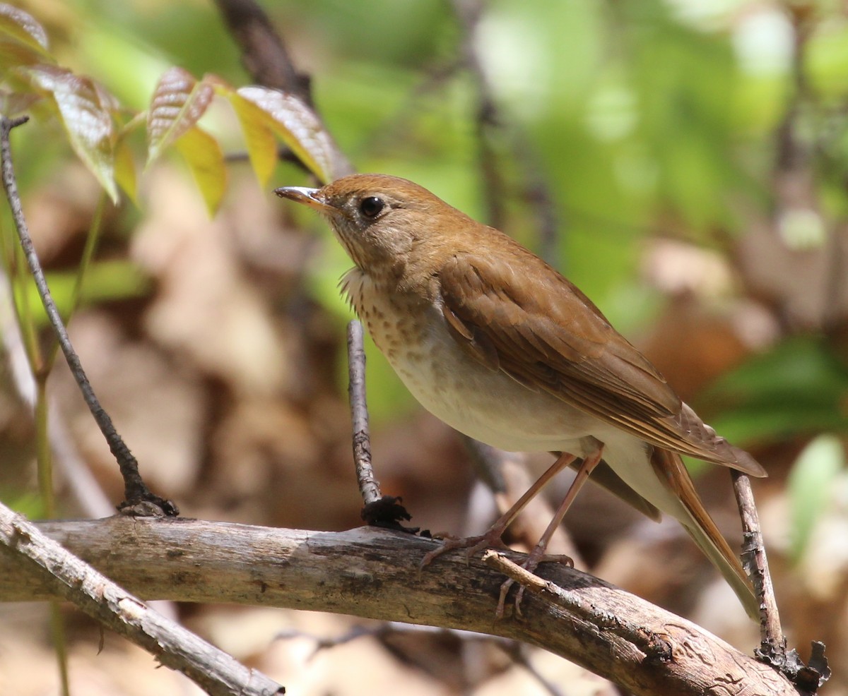 Veery - ML160834551