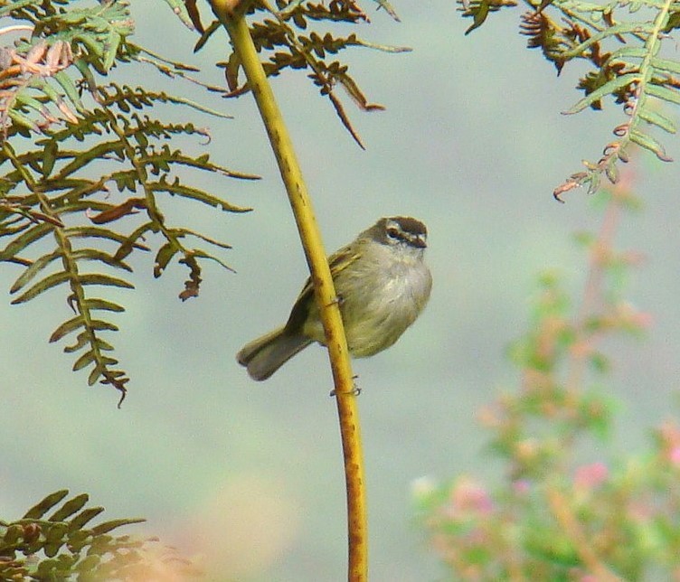 Spectacled Tyrannulet - Edwin Mora