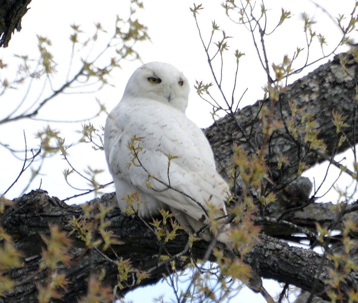 Snowy Owl - ML160839601