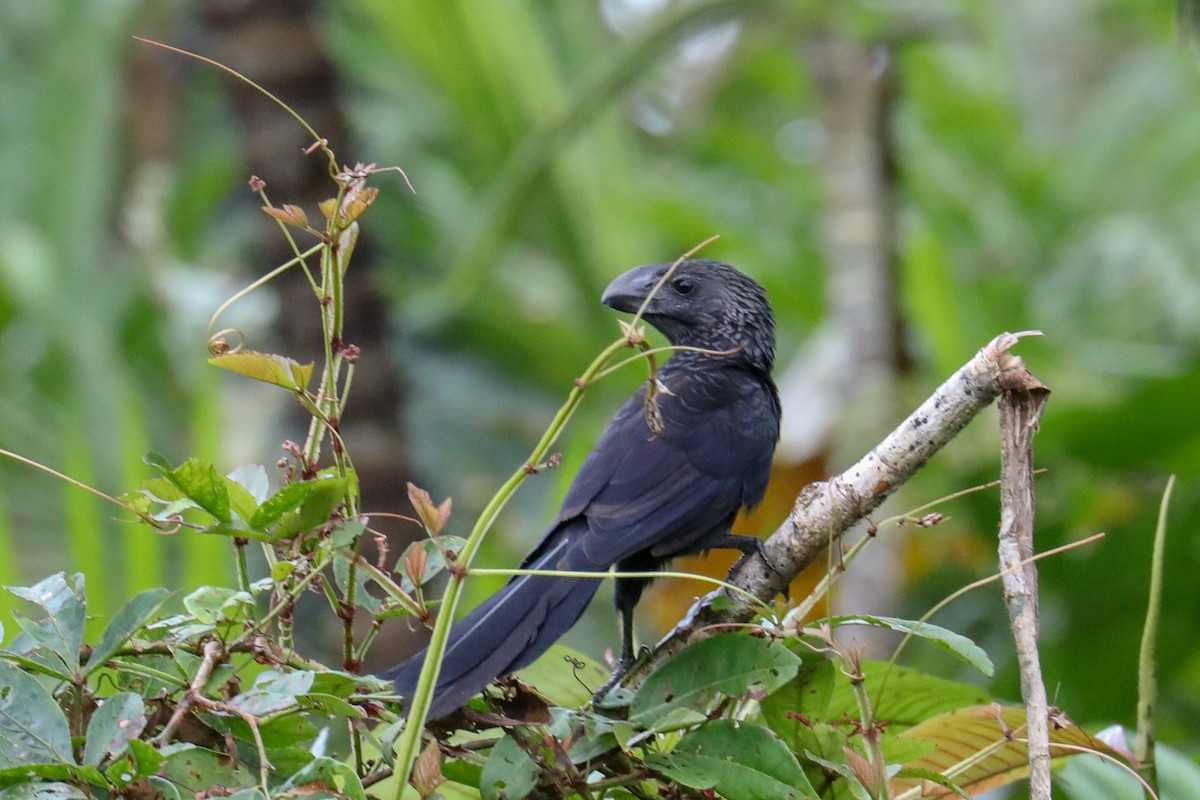 Smooth-billed Ani - Steve McInnis