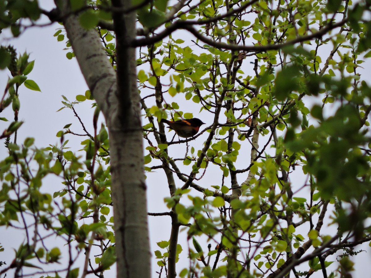 American Redstart - ML160840641