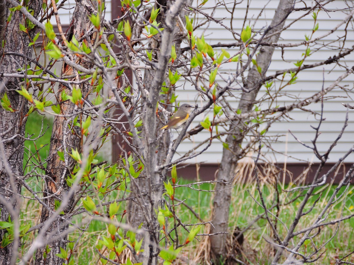 American Redstart - ML160840651