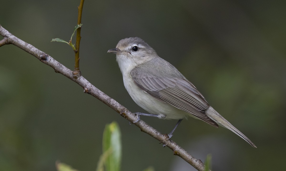 Western Warbling Vireo - Brian Sullivan