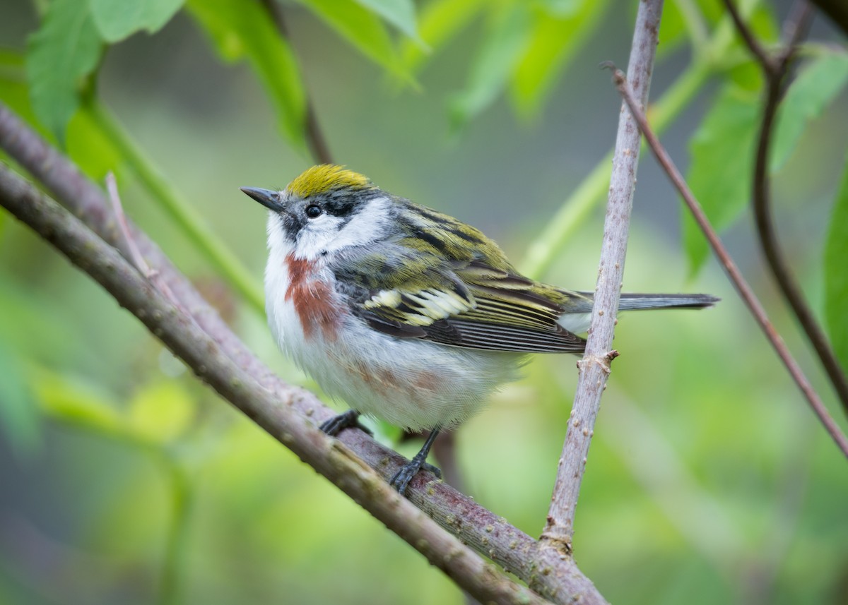 Chestnut-sided Warbler - ML160843221