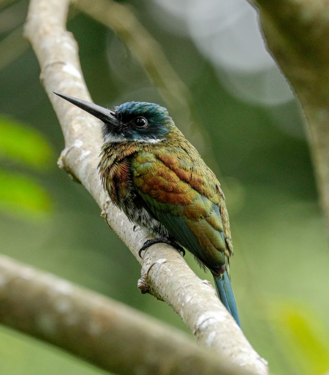 Purplish Jacamar - ML160843361