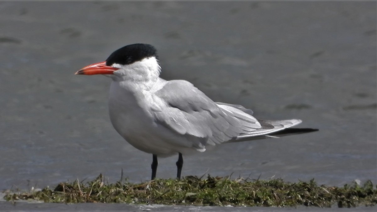 Caspian Tern - ML160844551