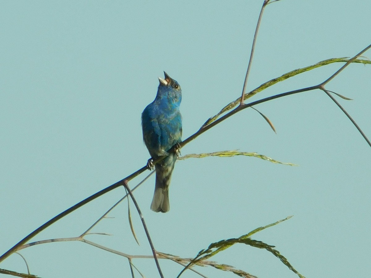 Indigo Bunting - Ben Azar