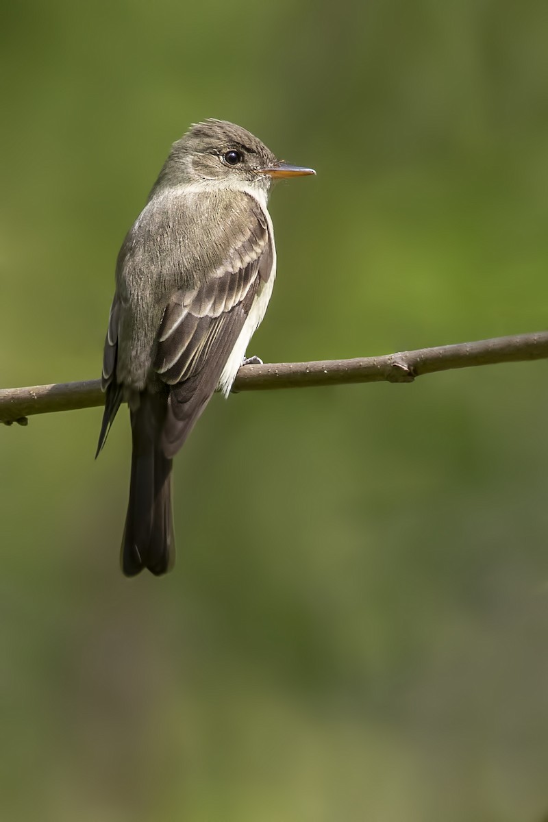 Eastern Wood-Pewee - ML160845321