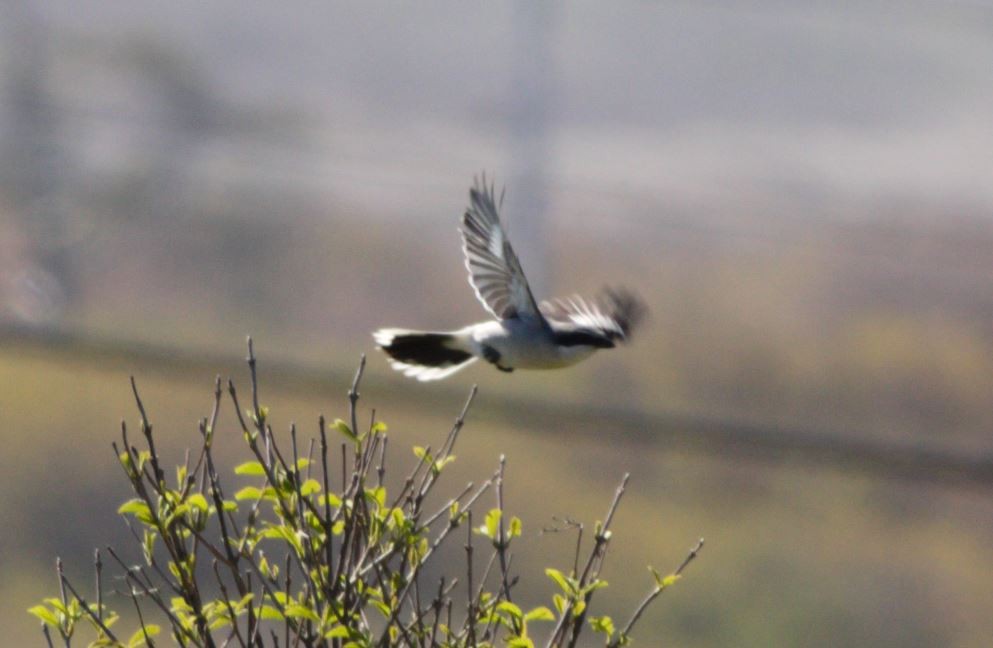 Loggerhead Shrike - Ted Gilliland