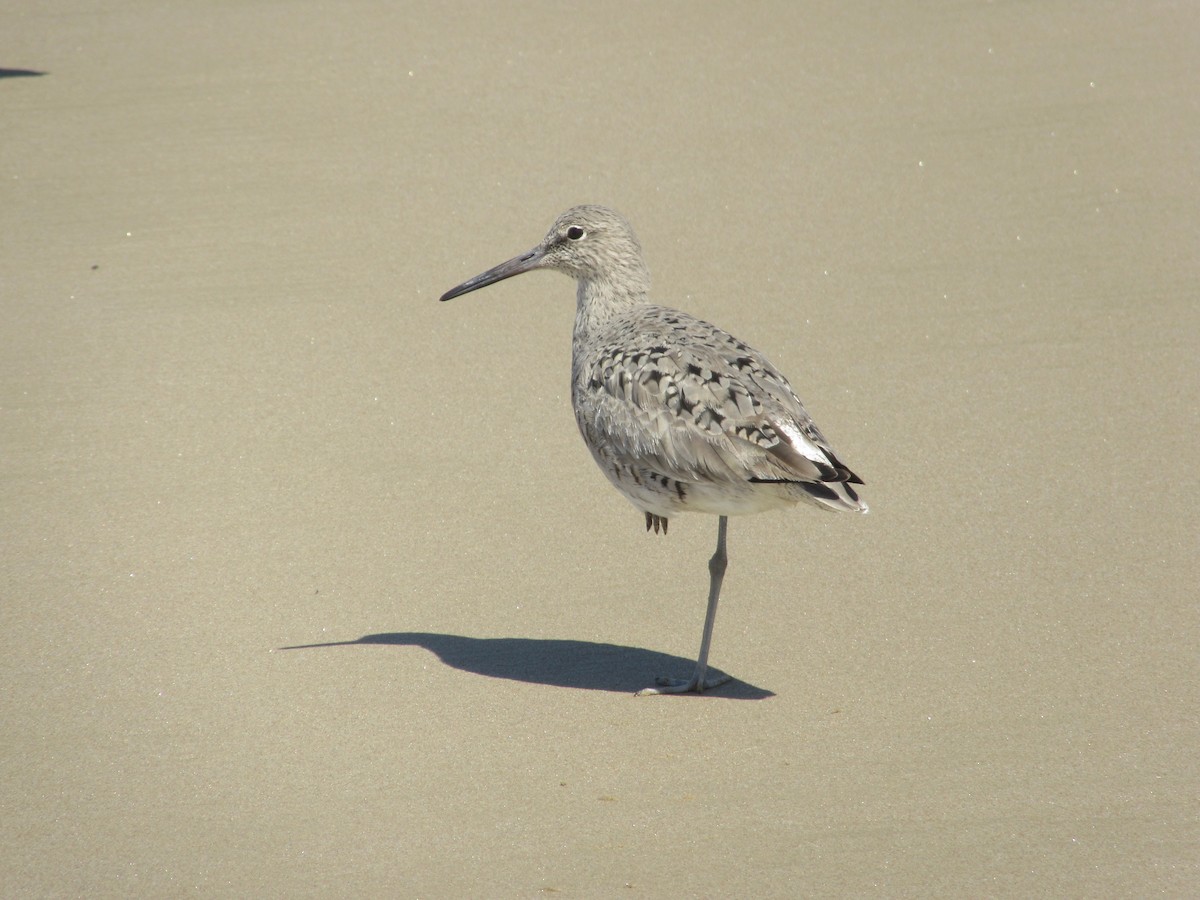 Willet - ML160846131