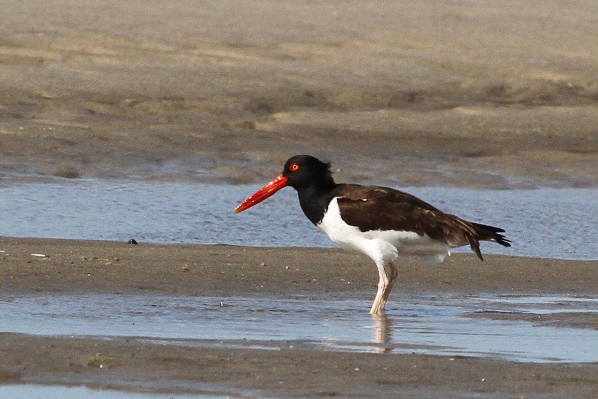 American Oystercatcher - Jeffrey Offermann