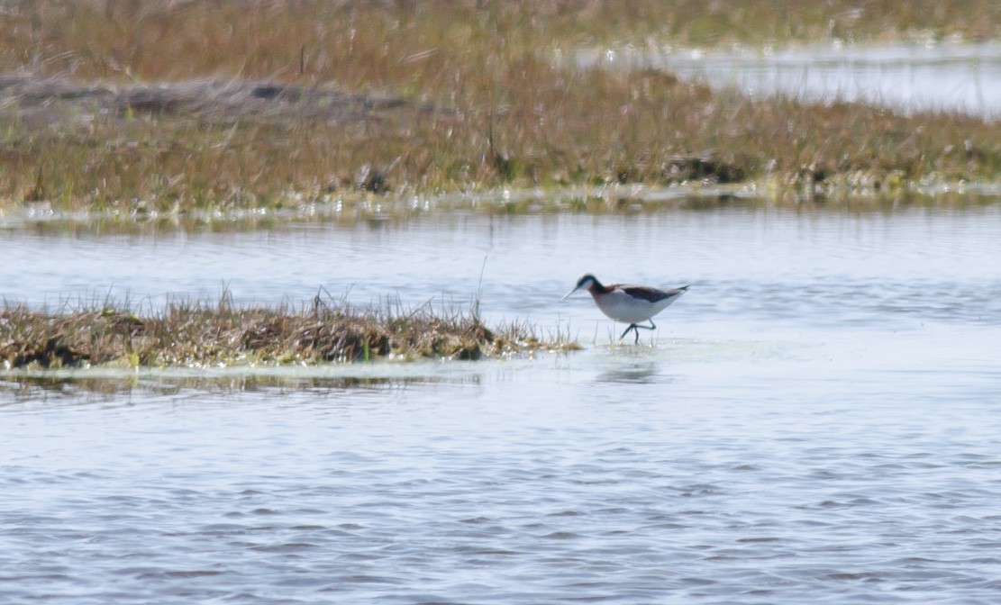 Wilson's Phalarope - ML160850971