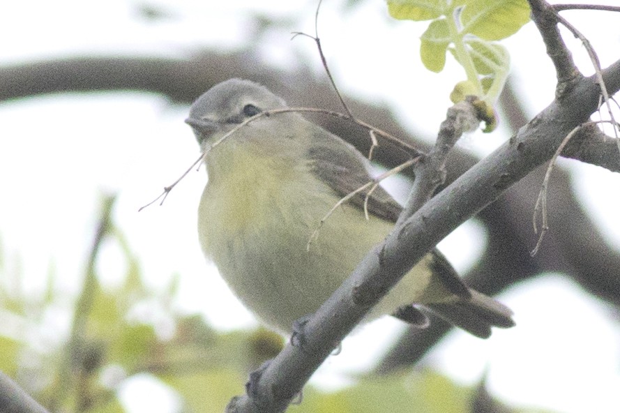 Philadelphia Vireo - David Brown