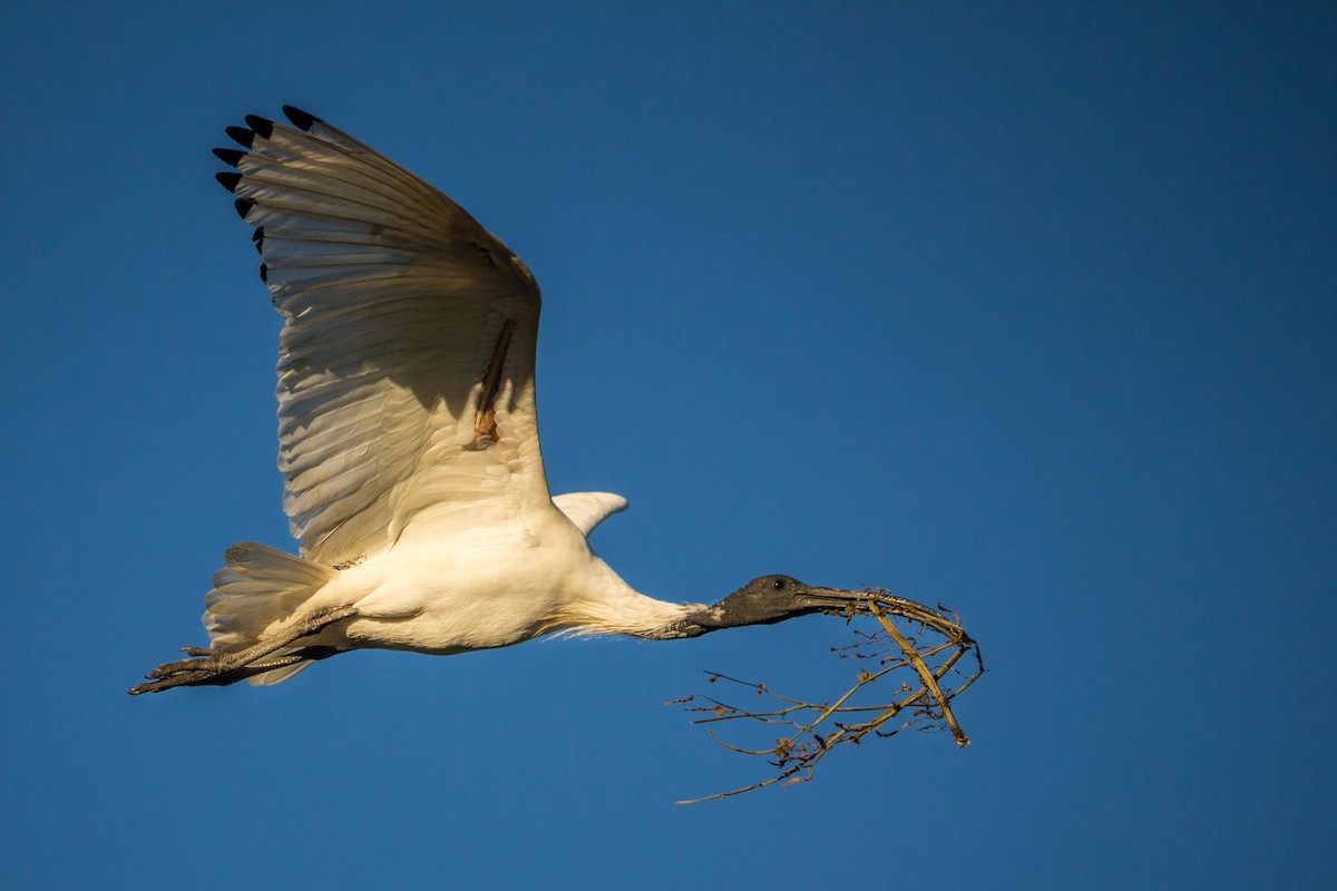 Ibis à cou noir - ML160852961