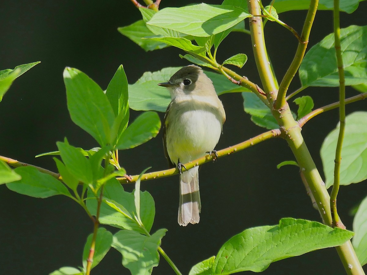 Least Flycatcher - ML160854271