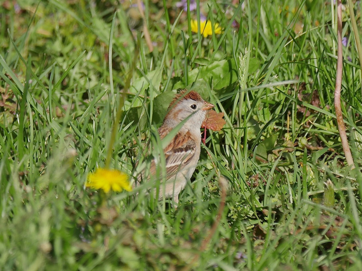 Field Sparrow - ML160854361