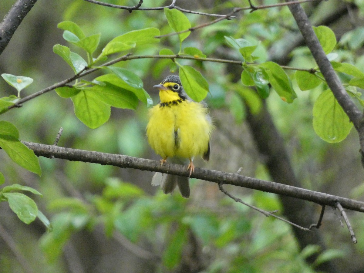 Canada Warbler - ML160854511