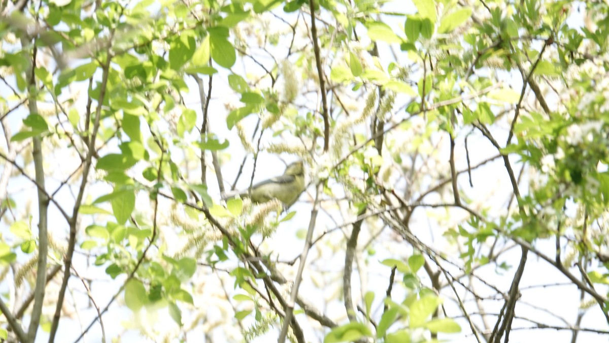 Eurasian Blue Tit - ML160858591