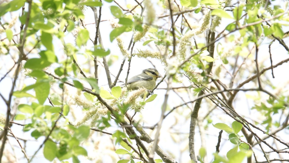 Eurasian Blue Tit - ML160858671