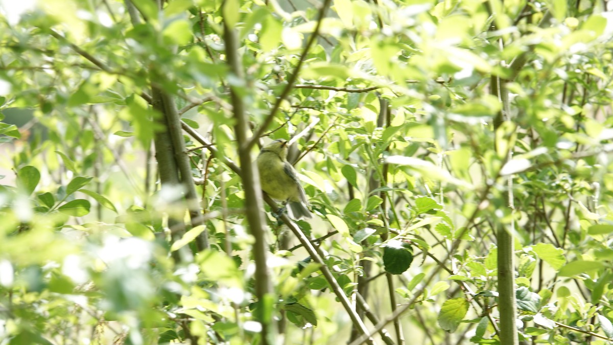 Eurasian Blue Tit - ML160858741