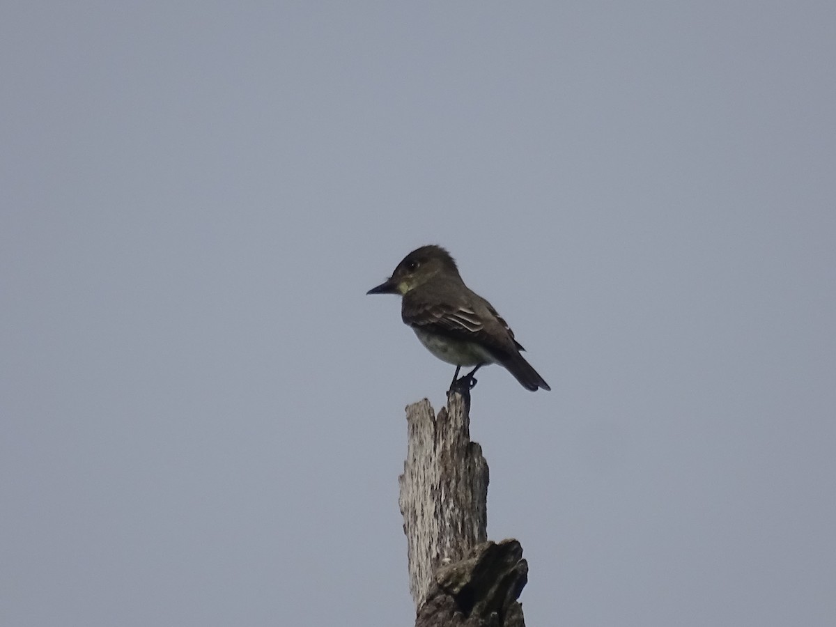 Olive-sided Flycatcher - Susan Andres