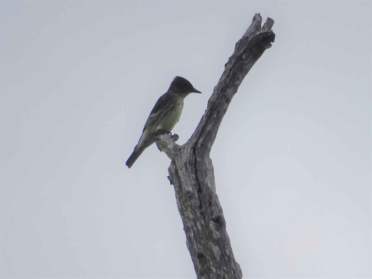 Olive-sided Flycatcher - ML160858951