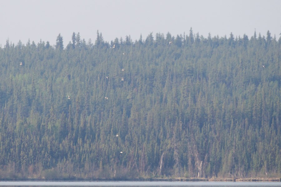 Franklin's Gull - ML160859541