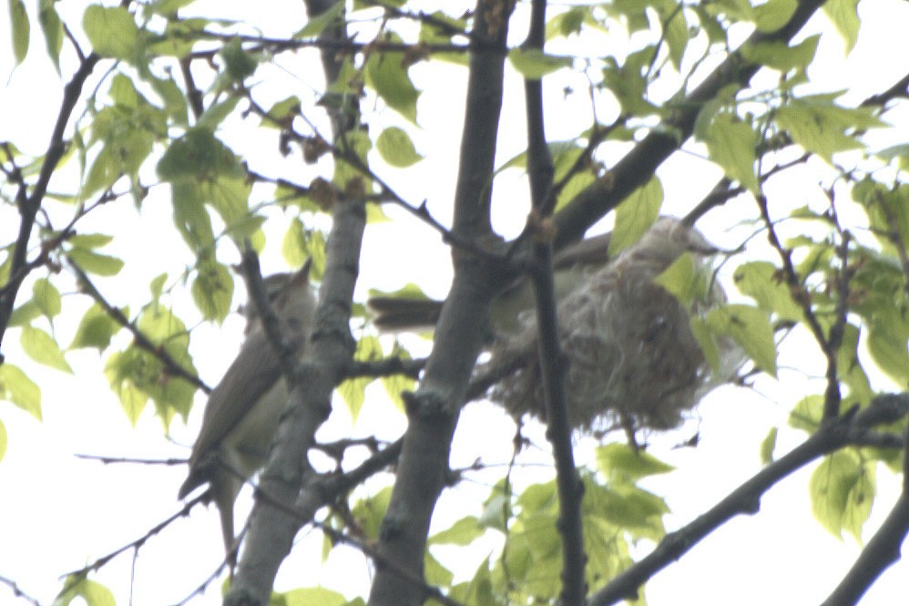 Warbling Vireo - ML160860981