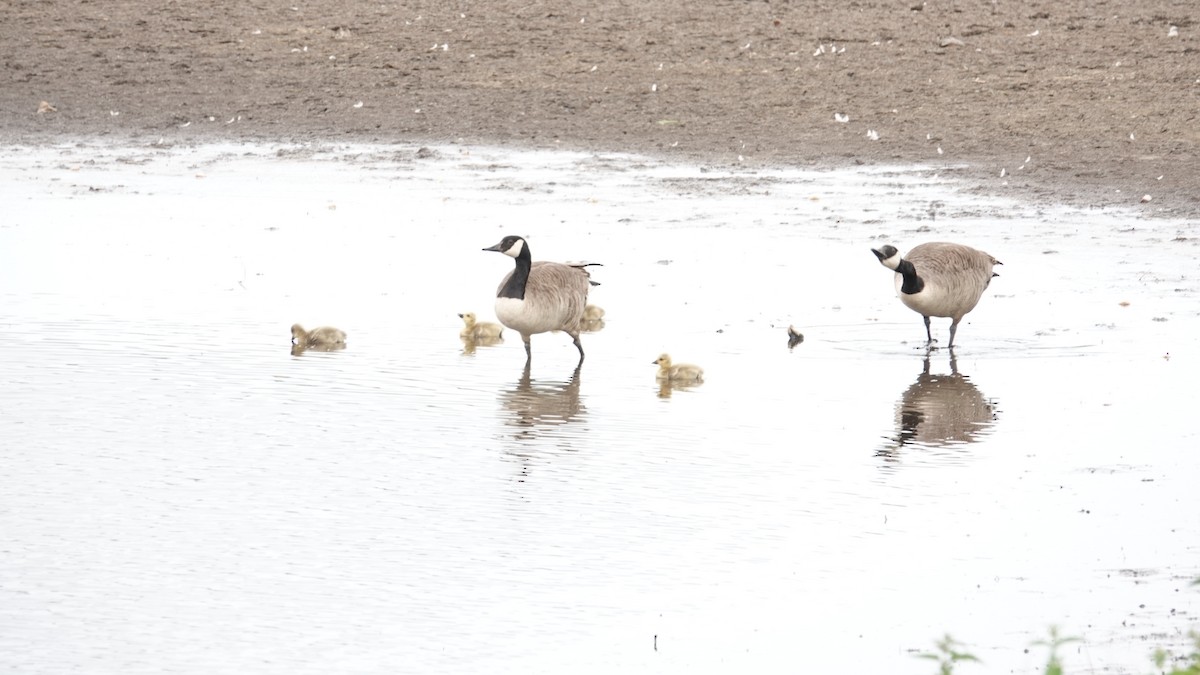 Canada Goose - ML160861411