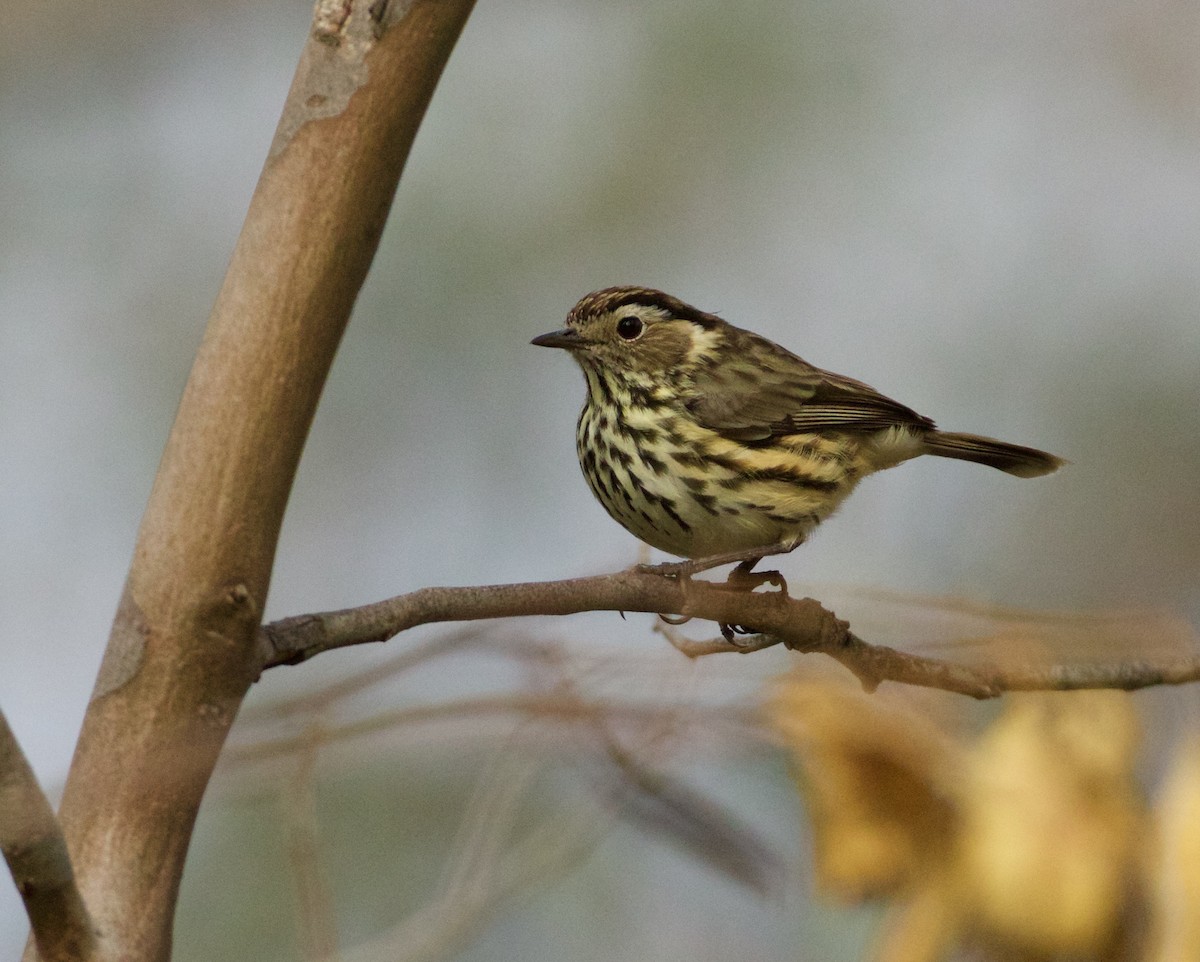 Speckled Warbler - Scott Baker